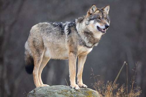 Portrait of a large male grey wolf standing on a rock looking for prey