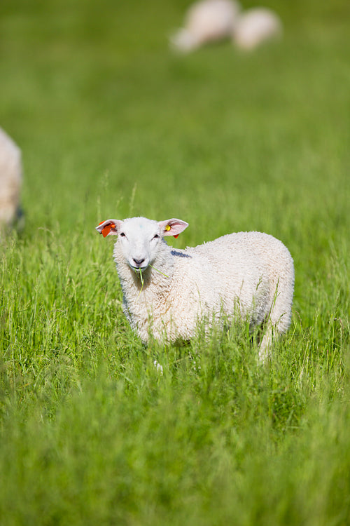 Sheep eat Grass