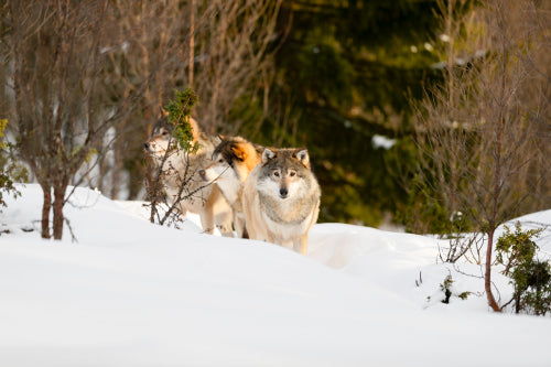 Wolves amidst bare trees on snow in sunny day