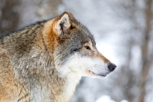 Close-up of focused alpha male wolf in the snow in beautiful winter forest