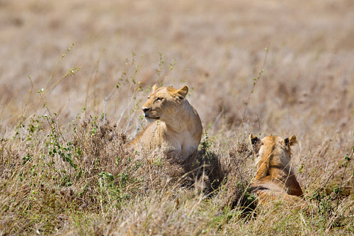Lions rest in Serengeti