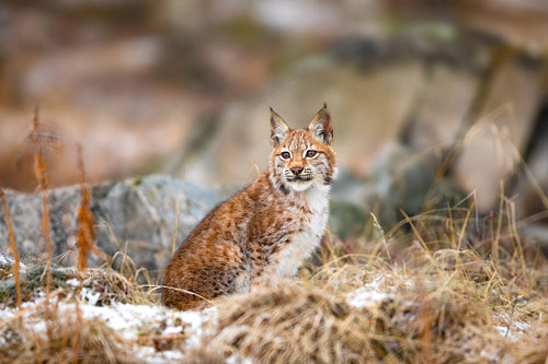 Eurasian lynx sitting in the woods at early winter