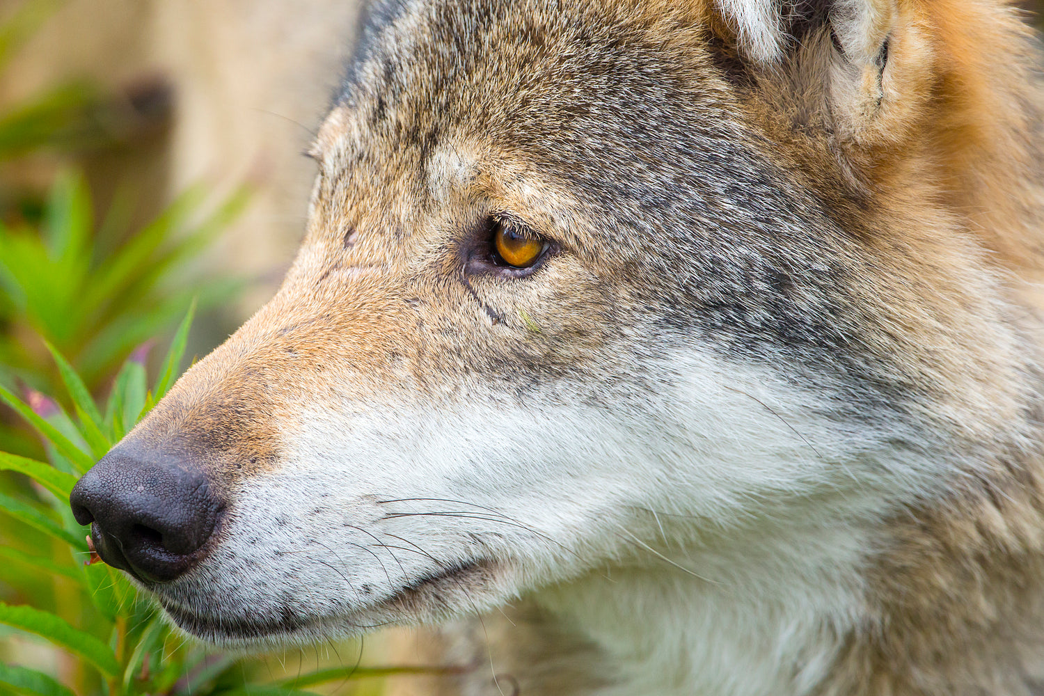 Close-up portrait of a wolf head