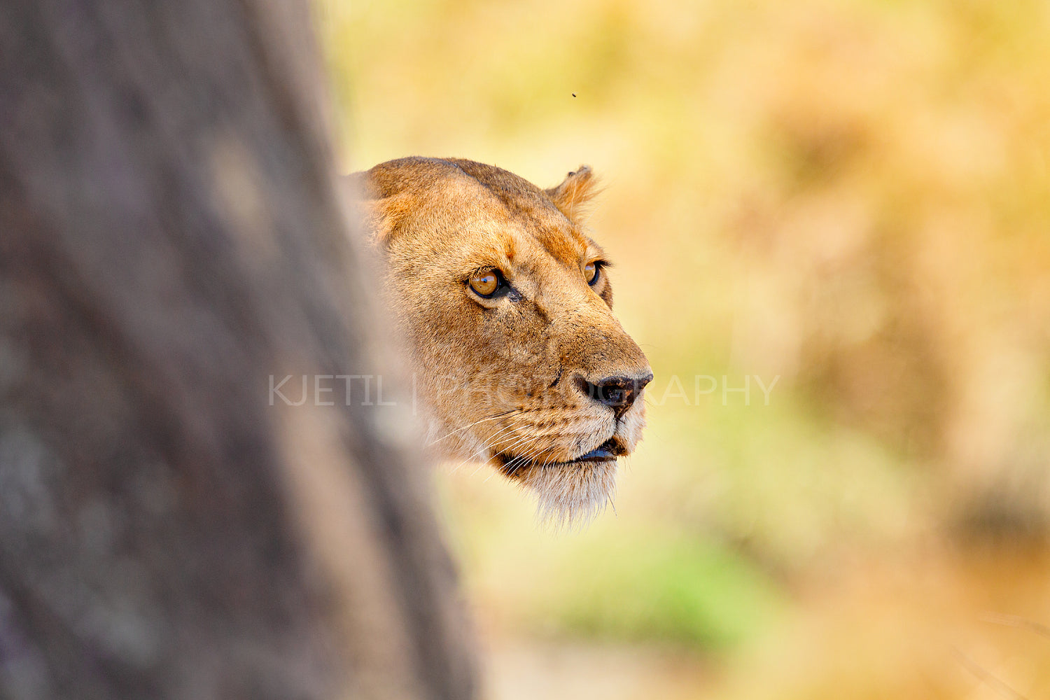 Focused lion stands behind a tree looking for prey in Africa