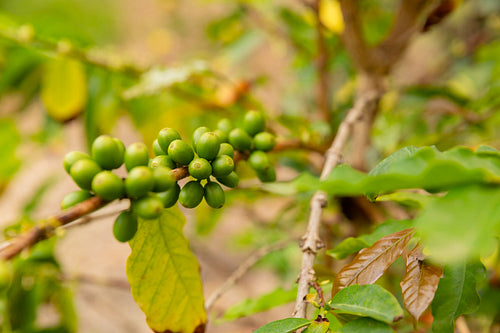 Close-Up Of Fresh Green Coffee Fruits Growing In Farm