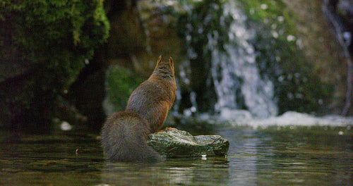 Red squirrel jump from a rock in the water with a nut in mouth below waterfall