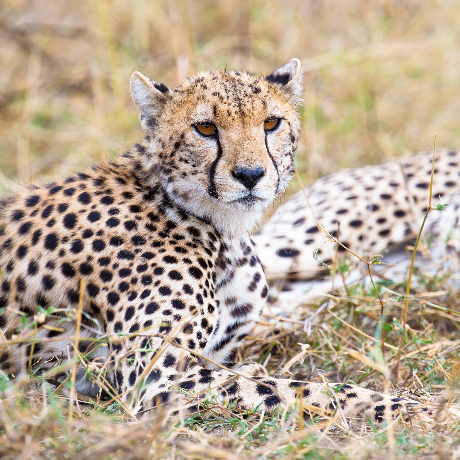 Cheetah rests at plains of Serengeti