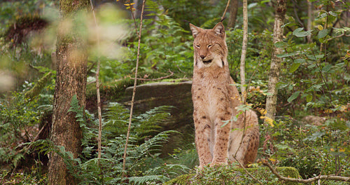 Beautiful lynx cat on sitting in the forest in the evening shadows