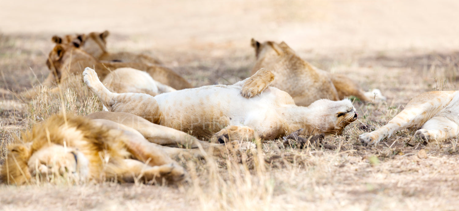 Sleeping lions in large pride at the savannah