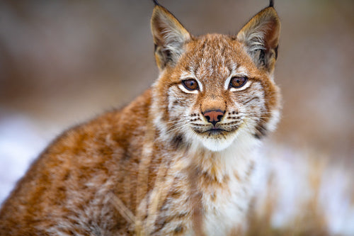 Beautiful eurasian lynx sitting in the forest at early winter