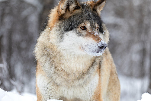 Close-up portrait of a magnificent and focused wolf in the cold winter