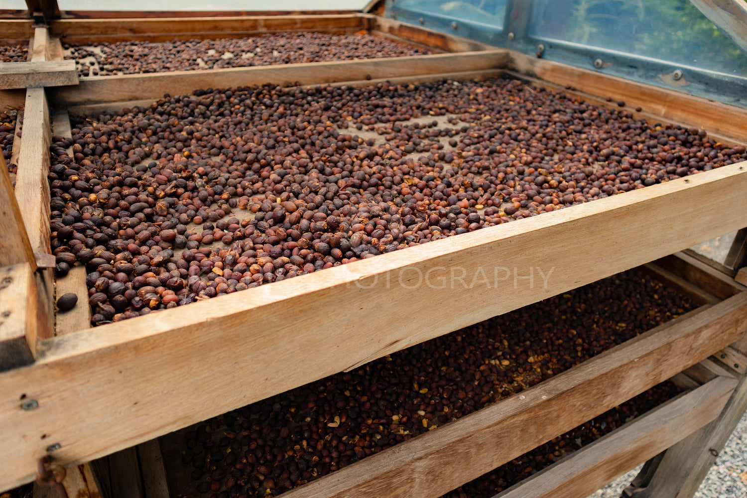 Side View of Organic Coffee Beans Drying In Crates Outdoor