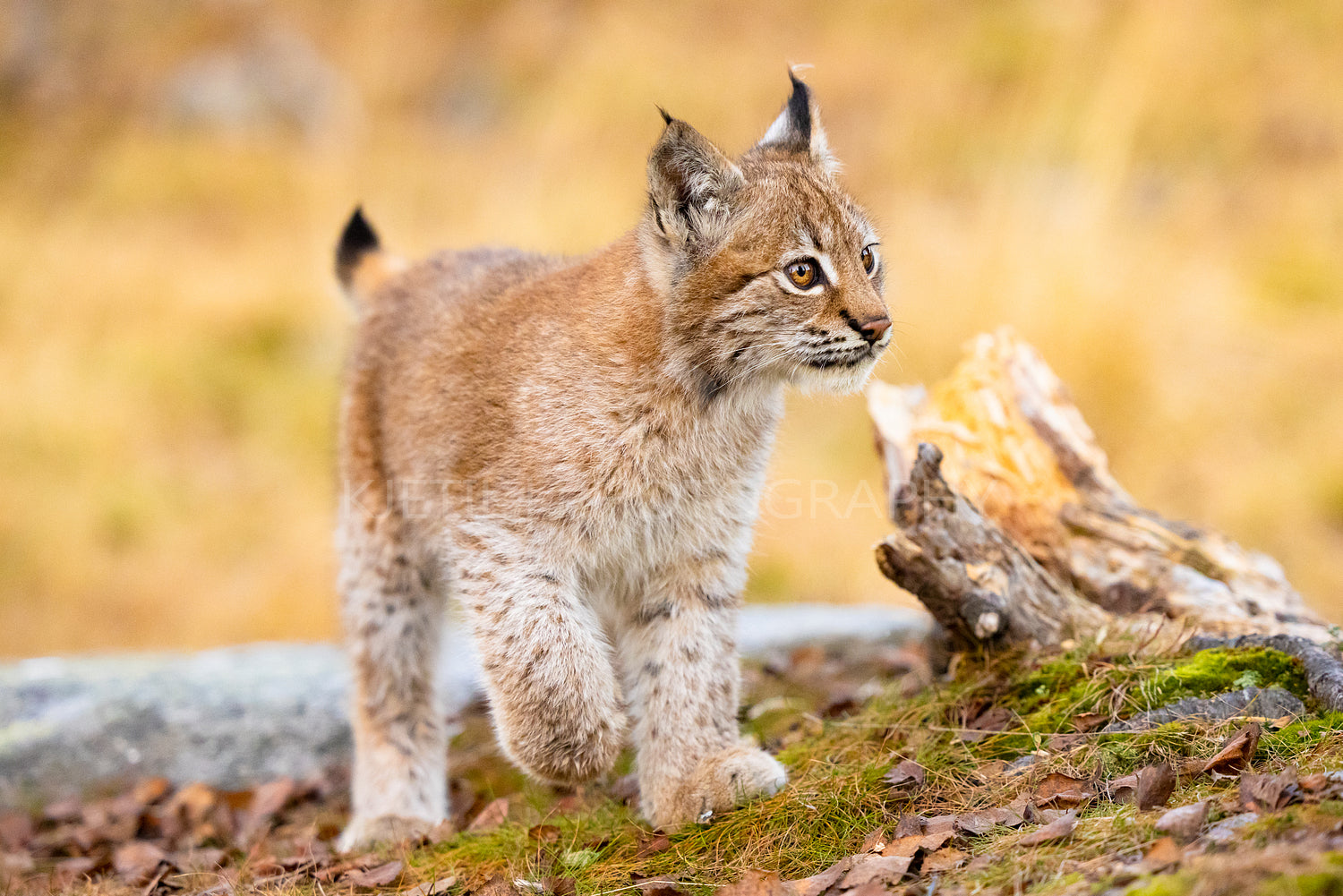 Close-up of a beautiful eurasian lynx cub walking in the forest