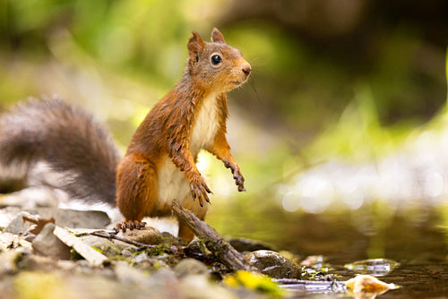 Red squirrel standing at the forest floor looking for enemies