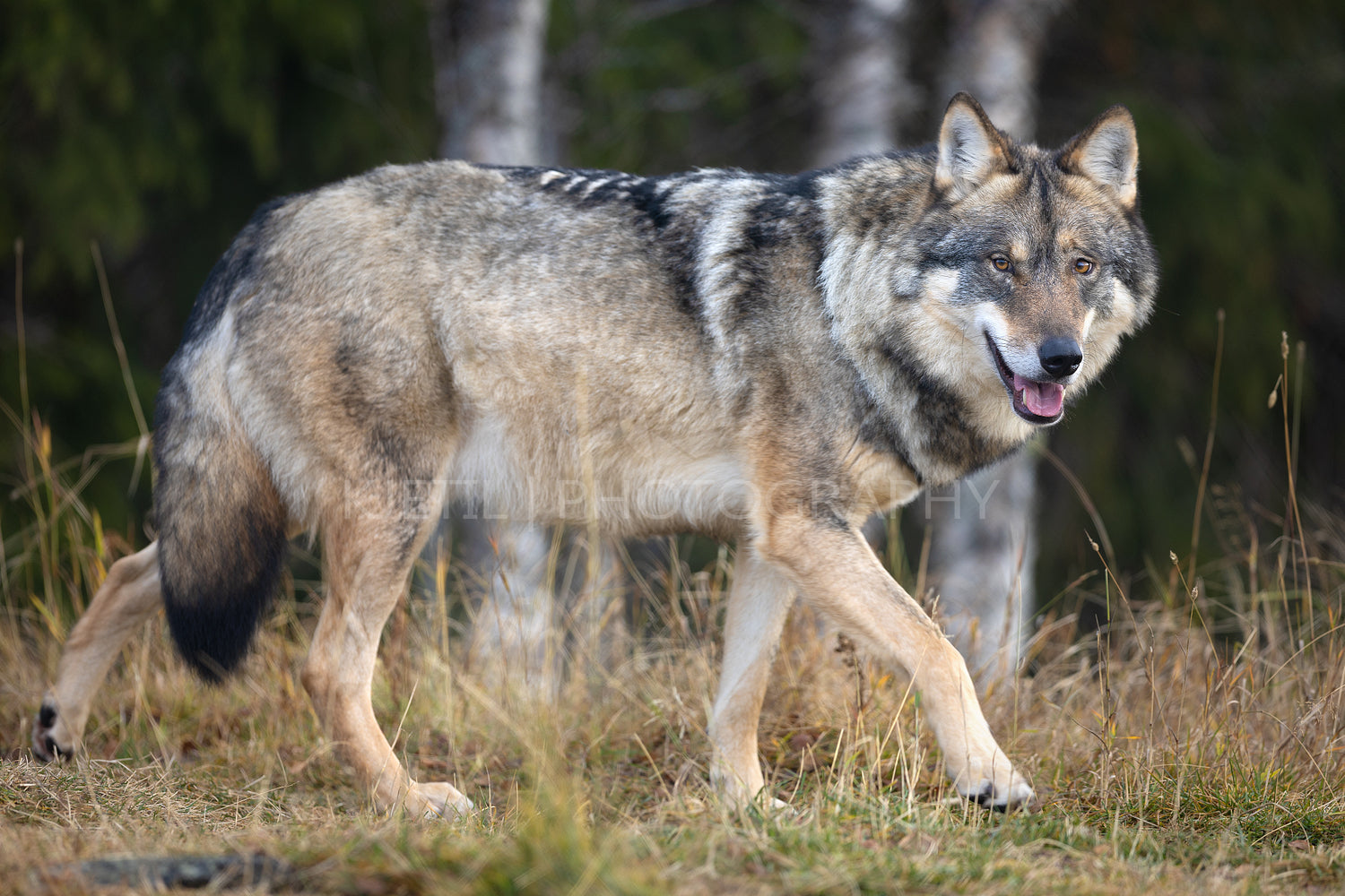 Profile of large male grey wolf walking on a hill in the forest