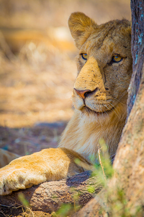 Lion rest together with the pride in Serengeti