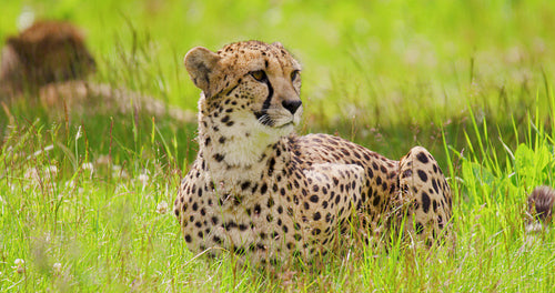 Alert cheetah sitting on field in forest