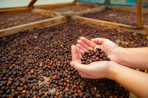 Side View of Female Worker Inspecting Dried Organic Raw Coffee Beans