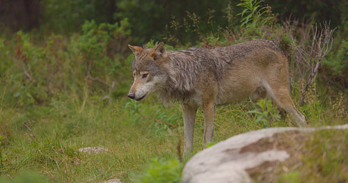 Close-up of a large male grey wolf standing in the forest
