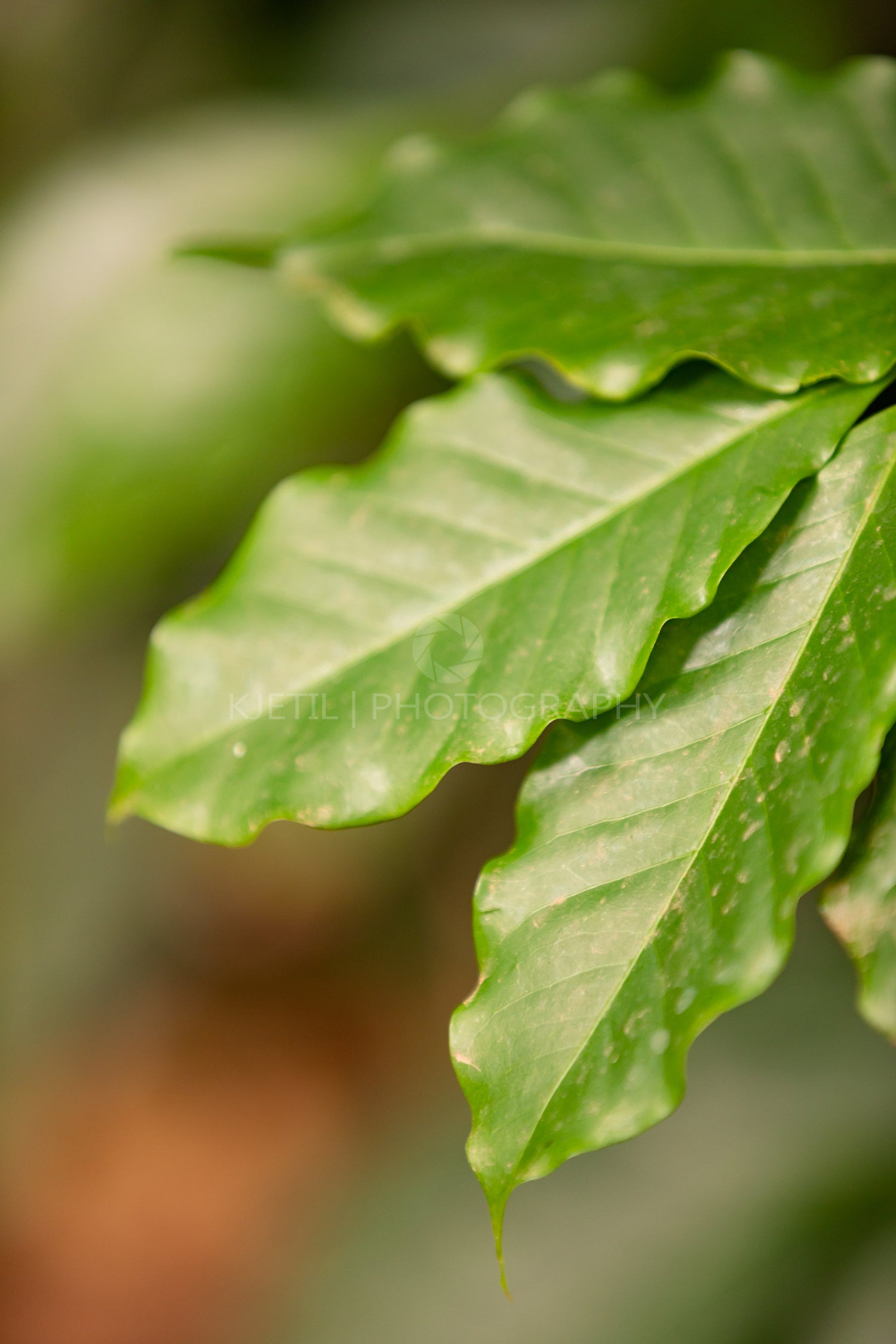 Close-up of a Leaf at Organic Coffee Fruits Plant In Farm