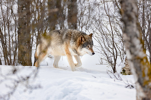 Wolf walking through bare trees on snow