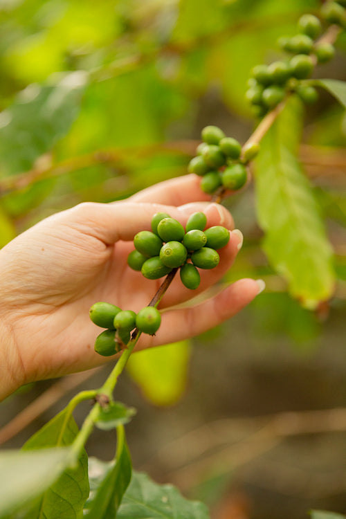 Close-Up Of Woman Holding Fresh Coffee Twig
