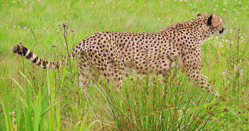 Cheetah looking around while walking in forest