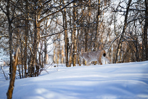 Eurasian lynx walking on snow by trees