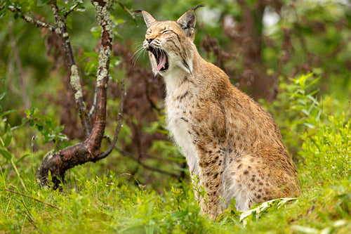 Lynx yawning or roaring in the forest