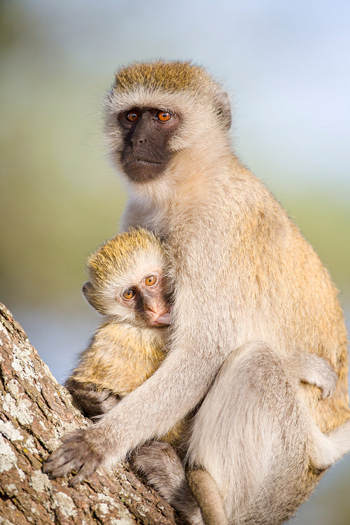 Vervet monkey mother holding her infant tight