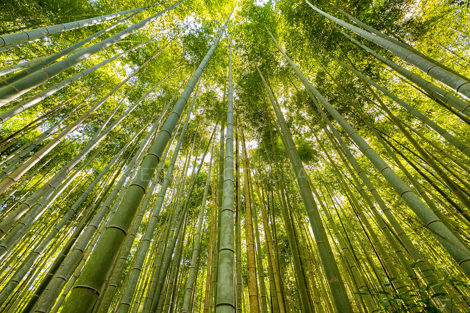 Low angle view of green tall bamboos in forest