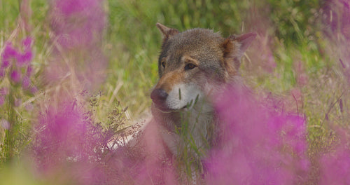 Close-up of a large adult male grey wolf rests in flower and grass meadow