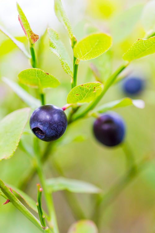 Natural growing healthy blueberries in the woods