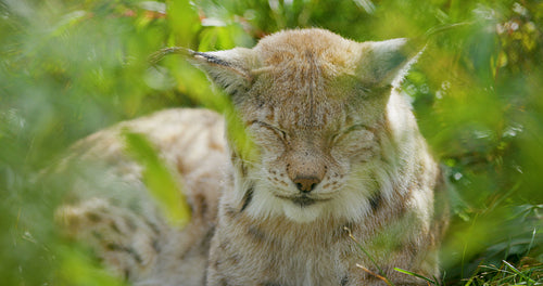 European lynx lying in the grass sleeping