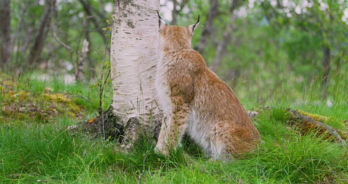 Portrait of european lynx sitting in the forest