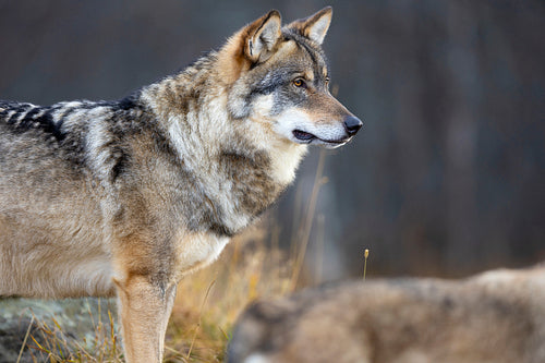 Close-up of male grey wolf standing on a rock in the forest