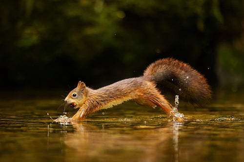 A wild red squirrel with nuts in the mouth jumps in the water.