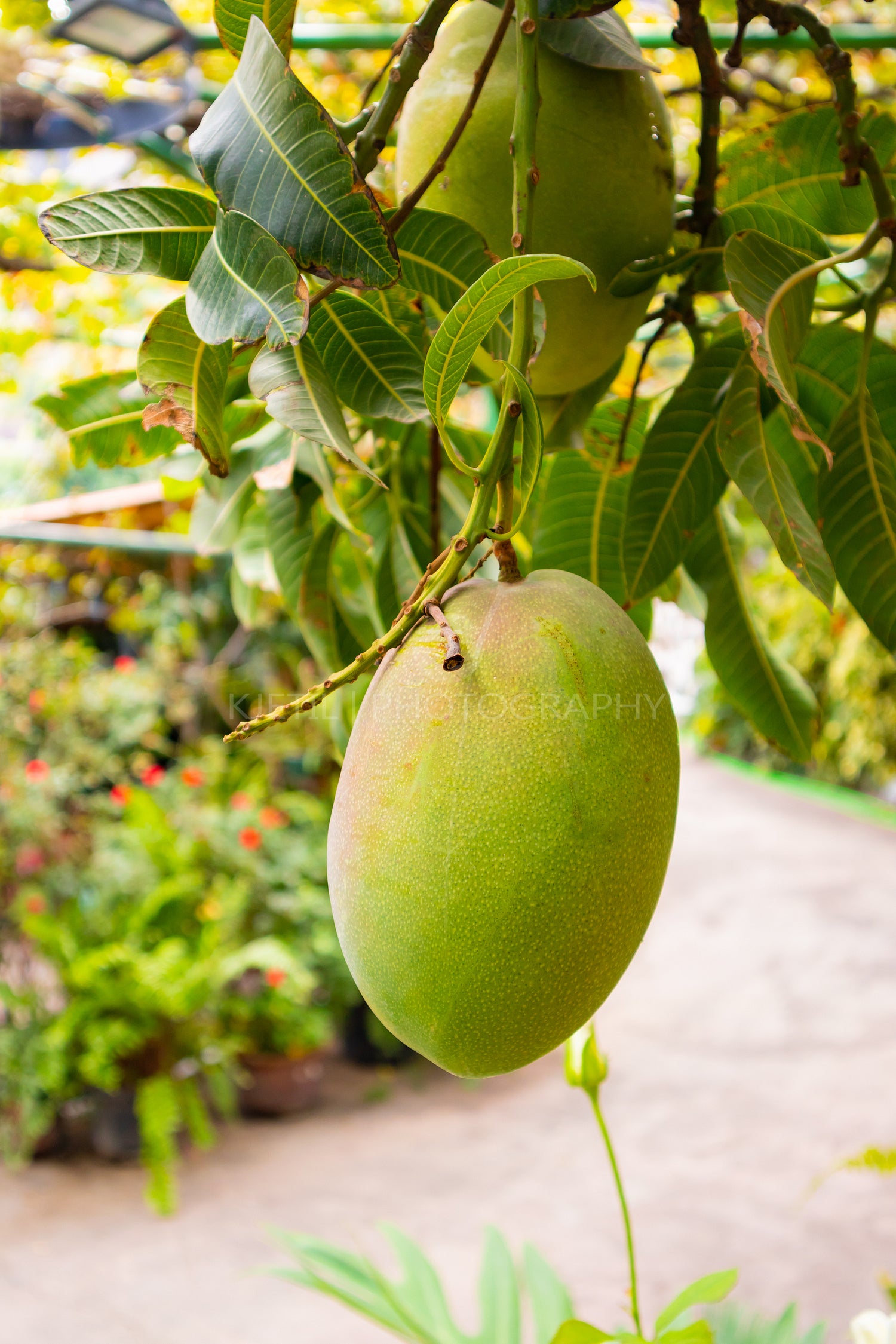 Close-Up Of Fresh Mango Hanging in Tree
