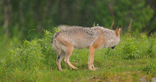 Female grey wolf walking around in the grass in the forest