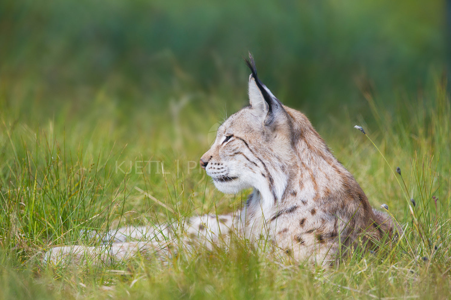 Lynx rests in the grass