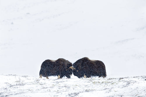 Musk Ox Head-Butting Fight in Dovre mountains in snow blizzard in winter