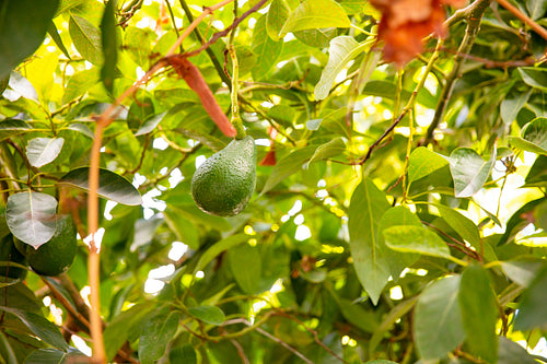 Close-Up Of Fresh Avocado hanging in tree