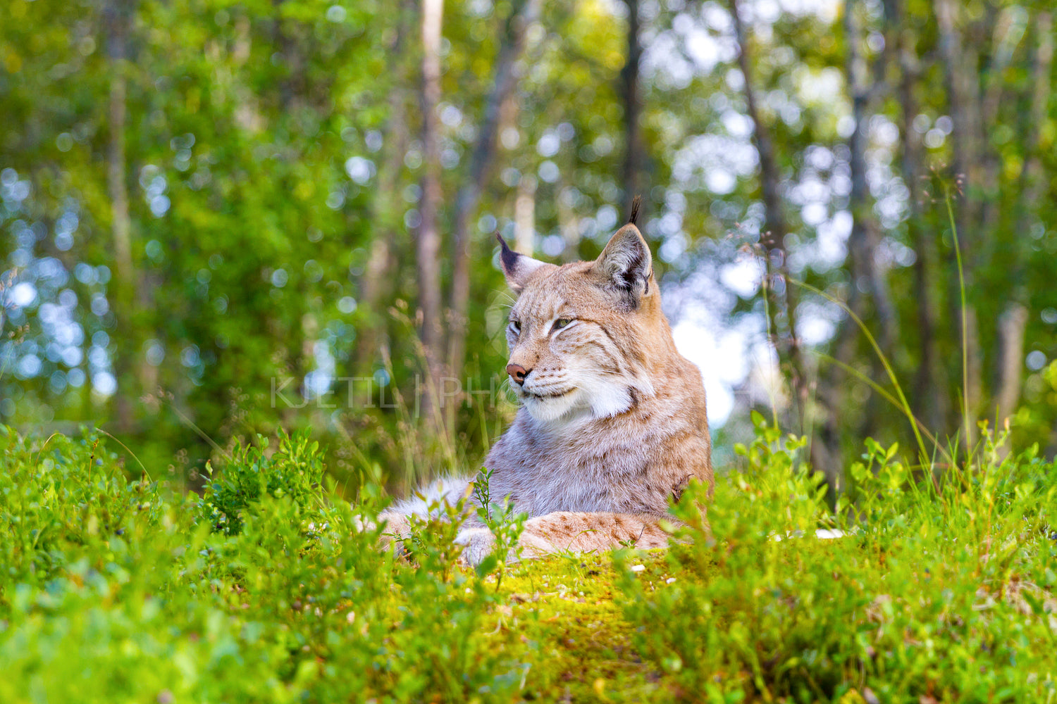 Eurasian lynx lying in the green grass