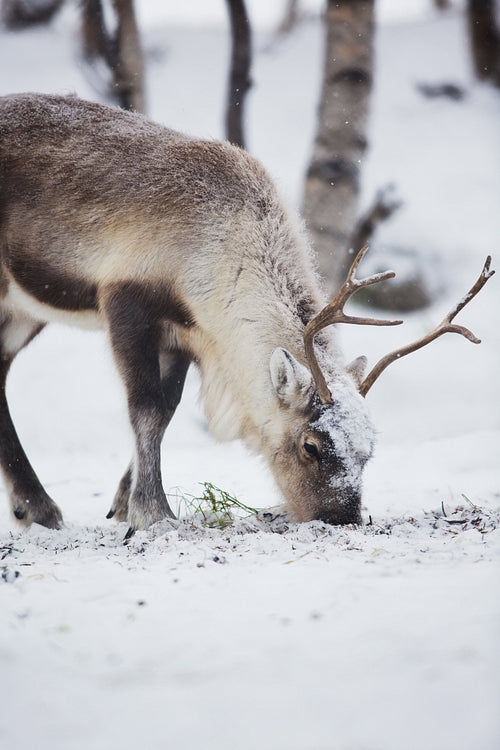Reindeer Eats in a Winter Forest
