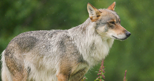 Large female grey wolf standing in heavy rain in the forest