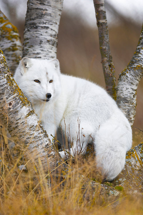 Arctic fox in the forest at late summer