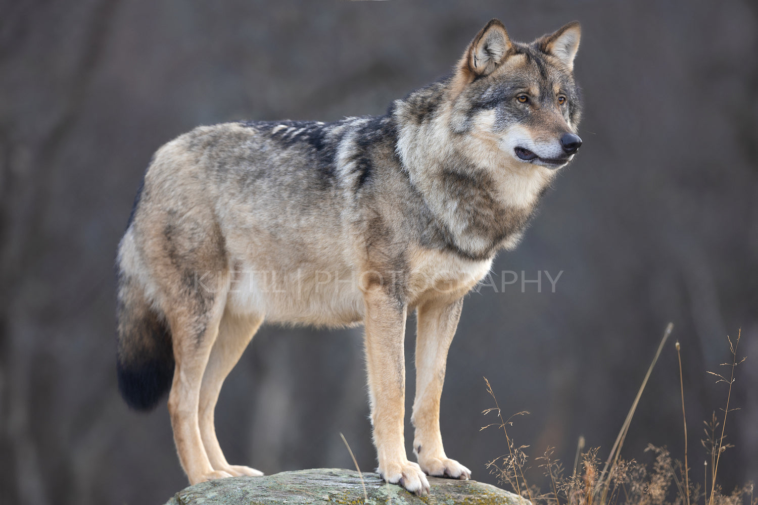 Large male grey wolf standing on a rock in the forest