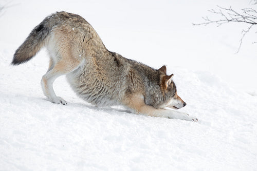 Wolf stretching in the snow