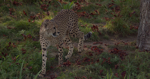 Close-up of beautifuli adult cheetah walking in high grass