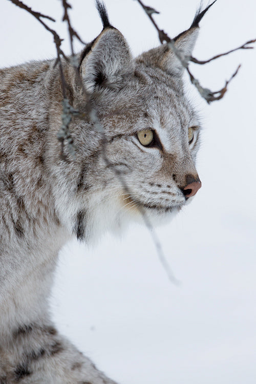 Lynx walking the snow